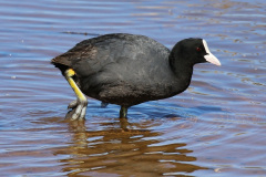 Blässhuhn