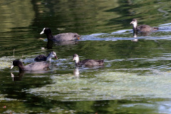 Blässhuhn