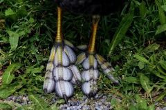 Blässhuhn