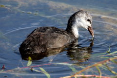 Blässhuhn