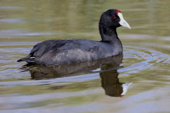 Kammblässhuhn