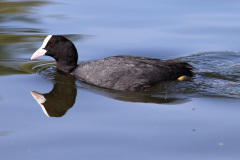 Blässhuhn