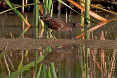 Tüpfelsumpfhuhn