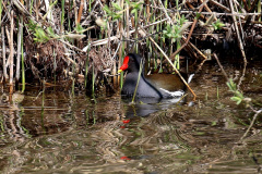 Teichhuhn