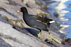 Teichhuhn