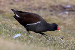 Teichhuhn