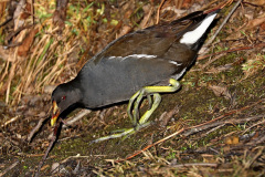 Teichhuhn