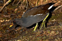 Teichhuhn