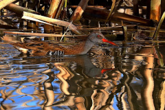 Wasserralle