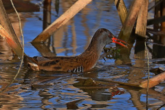 Wasserralle