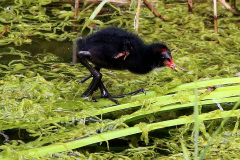 Teichhuhn