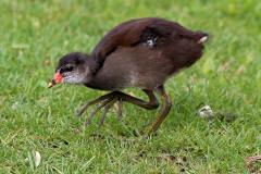 Teichhuhn