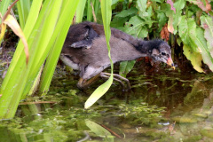 Teichhuhn