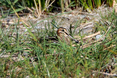 Bekassine