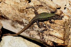 Mauereidechse