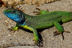 Smaragdeidechse