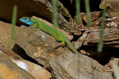 Smaragdeidechse