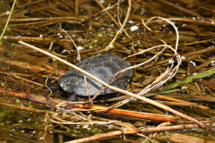 Europ. Sumpfschildkröte