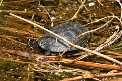 Europ. Schumpfschildkröte