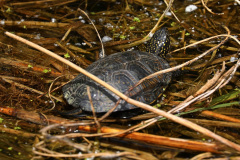 Europ. Sumpfschildkröte