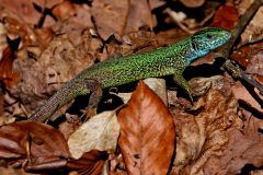 Smaragdeidechse