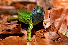 Smaragdeidechse