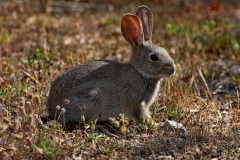 Wildkaninchen