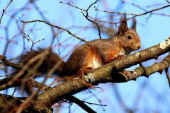 Eichhörnchen