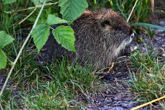 Nutria
