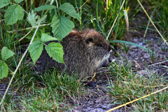 Nutria