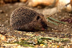 Igel