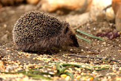 Igel