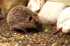 Igel