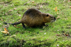 Nutria