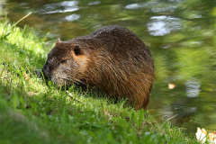 Nutria