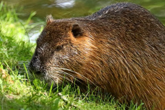 Nutria