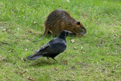 Nutria