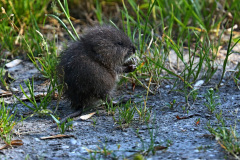 Bisamratte