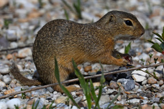 Ziesel