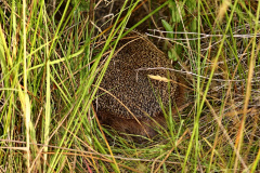Igel