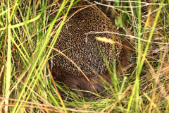Igel