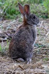 Wildkaninchen