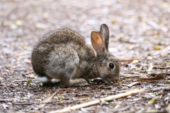 Wildkaninchen3a