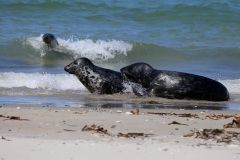 Seehund