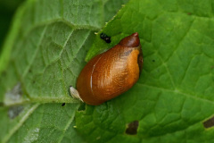 Gemeine Bernsteinschnecke