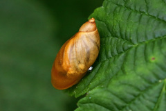Gemeine Bernsteinschnecke