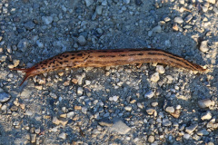 Tigerschnecke