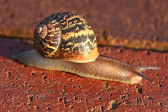 Gefleckte Weinbergschnecke
