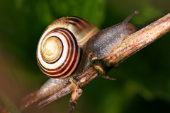 Garten-Bänderschnecke