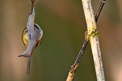 Garten Bänderschnecke